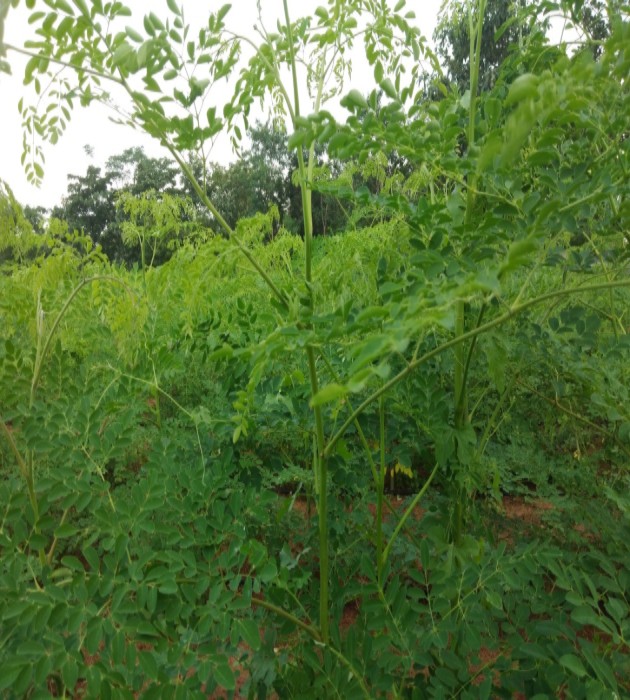 moringa powder exporter in india