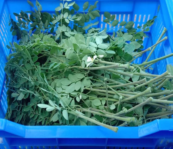 Moringa exporter in india