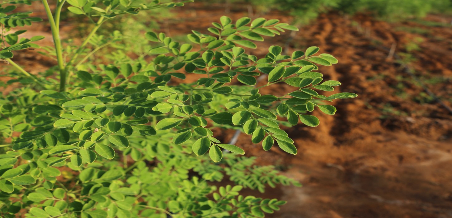 west world moringa Exports