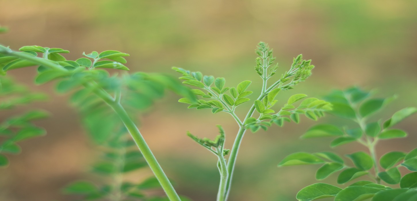 west world moringa Exports