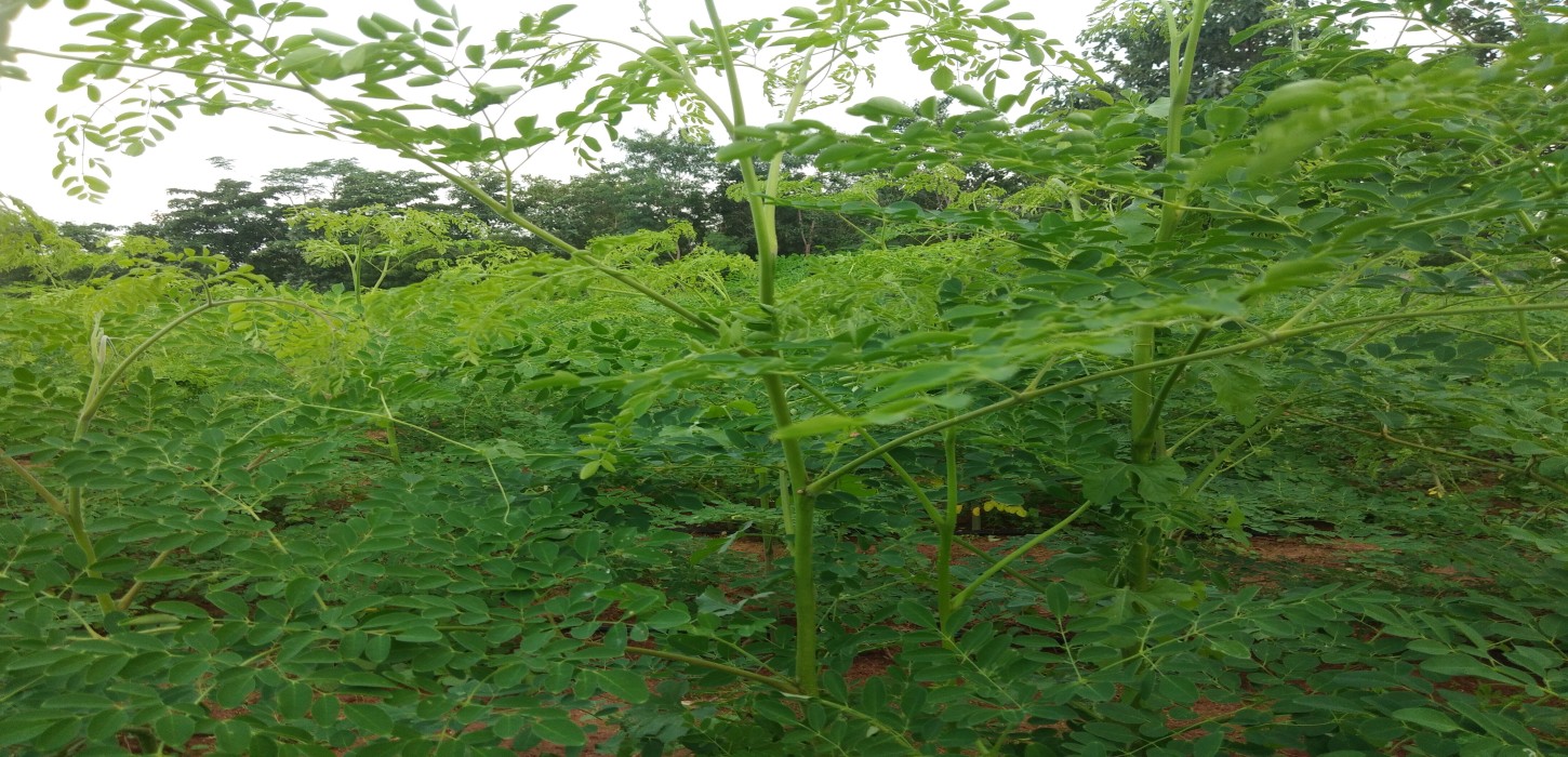 west world moringa Exports