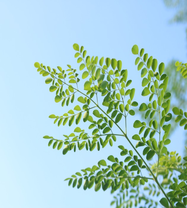 moringa dry leaf exporter in india