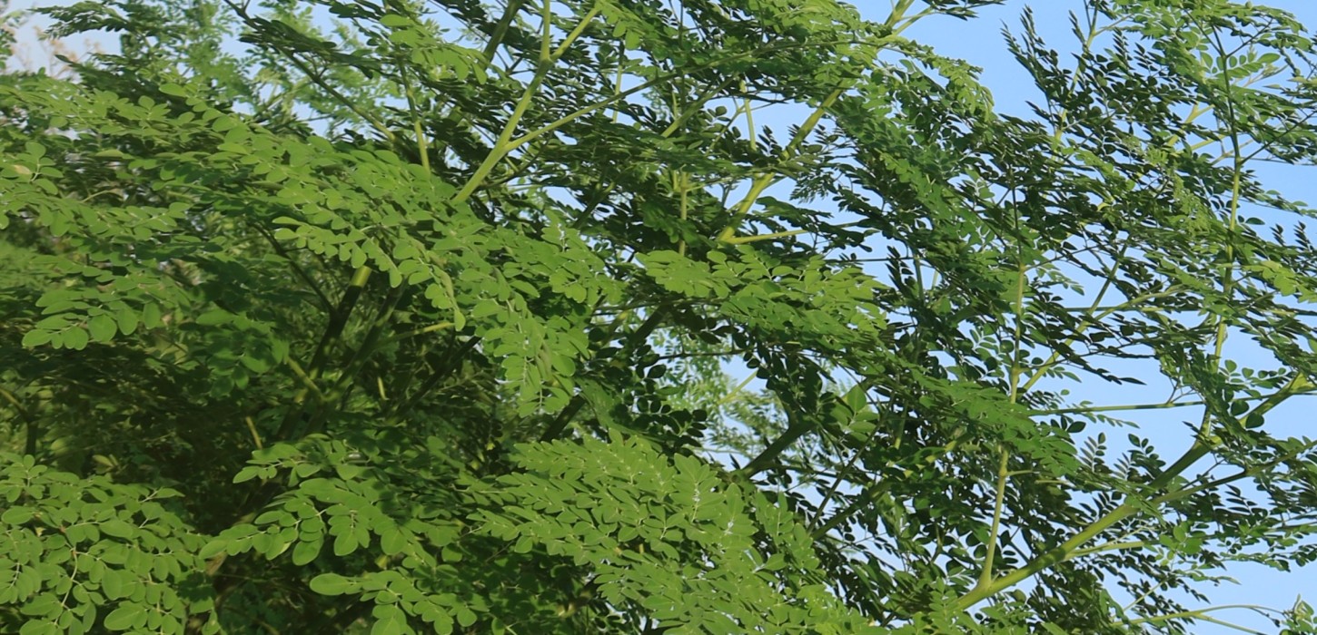 west world moringa Exports